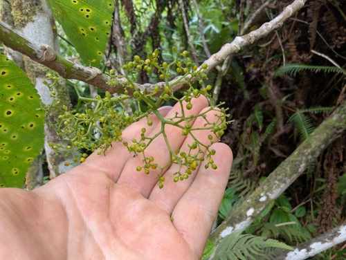 Image of Urera glabra by (c) Damien Wallace, some rights reserved (CC BY)