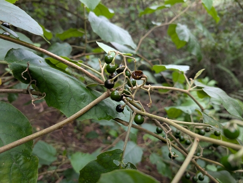 Solanum sandwicense observed 2024-12-19