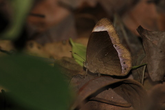 Mycalesis anaxias