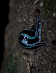 Newzealandia