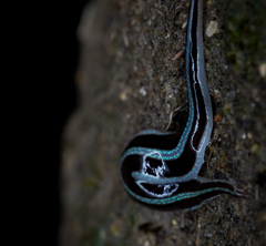 Newzealandia