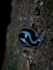 Newzealandia