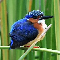 Corythornis vintsioides