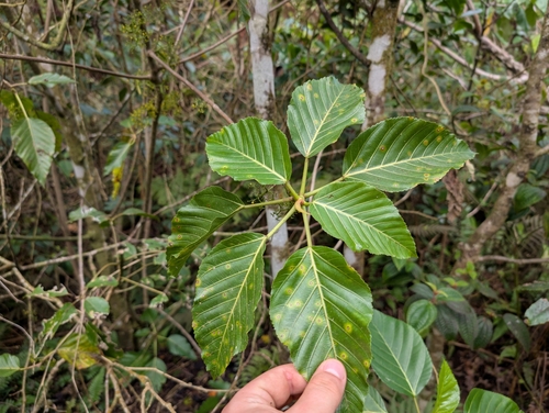 Image of Urera glabra by (c) Damien Wallace, some rights reserved (CC BY)