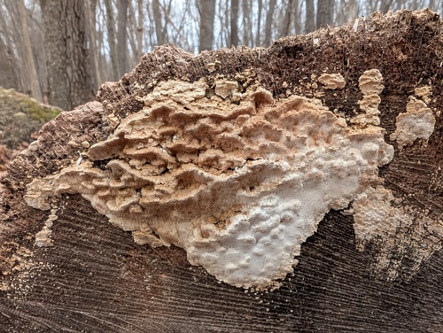 Antrodia serialiformis