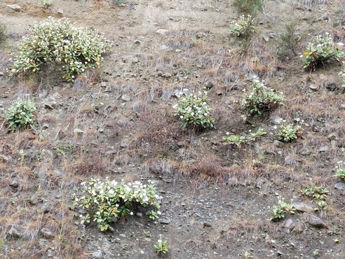 Image of Pachystegia insignis by (c) Murray Dawson, some rights reserved (CC BY)