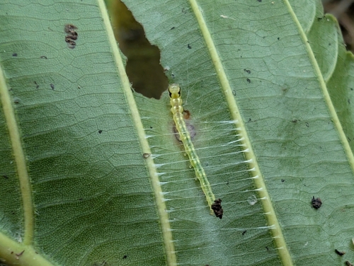 Udea platyleuca