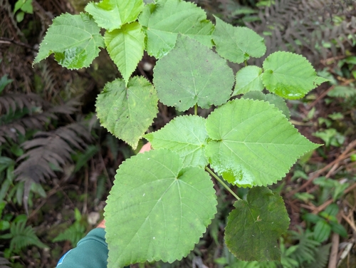 Opuhe (Urera kaalae)