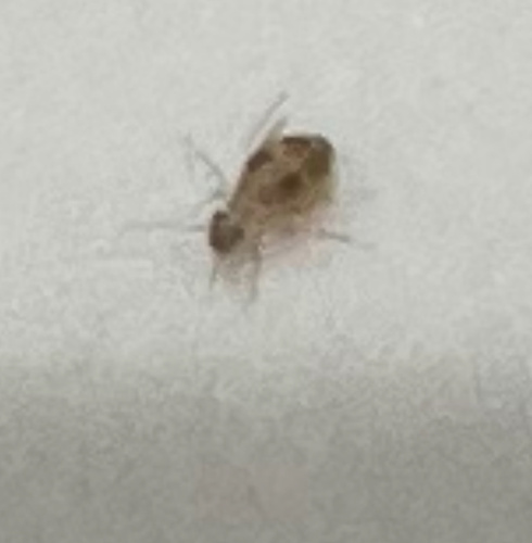 Cave barklouse photo 4