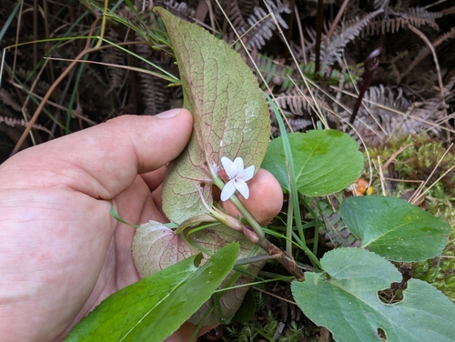 Image of Viola chamissoniana by (c) Damien Wallace, some rights reserved (CC BY)