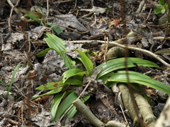 Chloraea membranacea