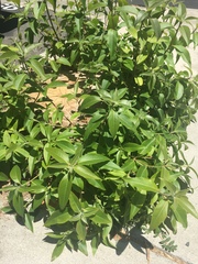 Magnoliopsida