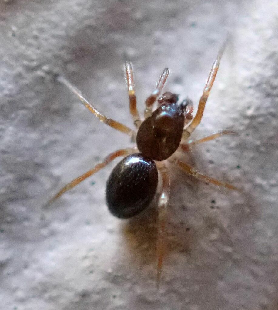 Spirembolus demonologicus