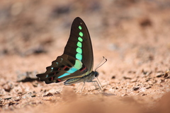 Graphium