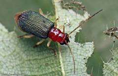 Trichobalya bowringii