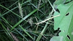 Pseudosermyle tridens