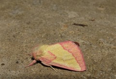 Hyparpax aurora