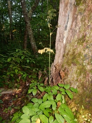 Ligusticum canadense
