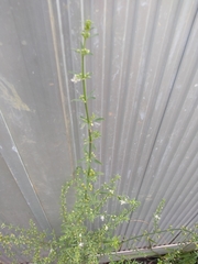 Rumex pulcher