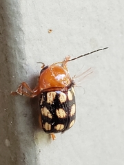 Cryptocephalus guttulatus