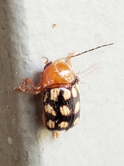 Cryptocephalus guttulatus