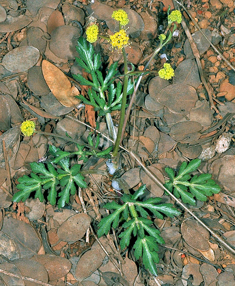 Sanicula peckiana