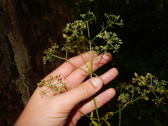 Ligusticum canadense