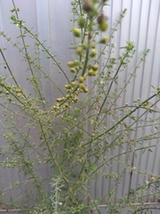 Rumex pulcher