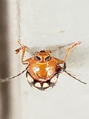 Cryptocephalus guttulatus