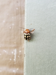 Cryptocephalus guttulatus