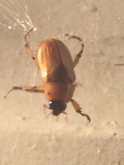 Cyclocephala borealis