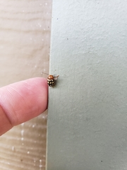 Cryptocephalus guttulatus