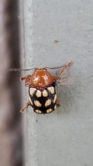 Cryptocephalus guttulatus