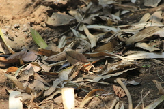 Kallima horsfieldii