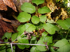 Ligusticum canadense