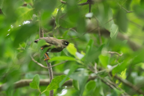 Teardrop White-eye (Rukia ruki), photo 4