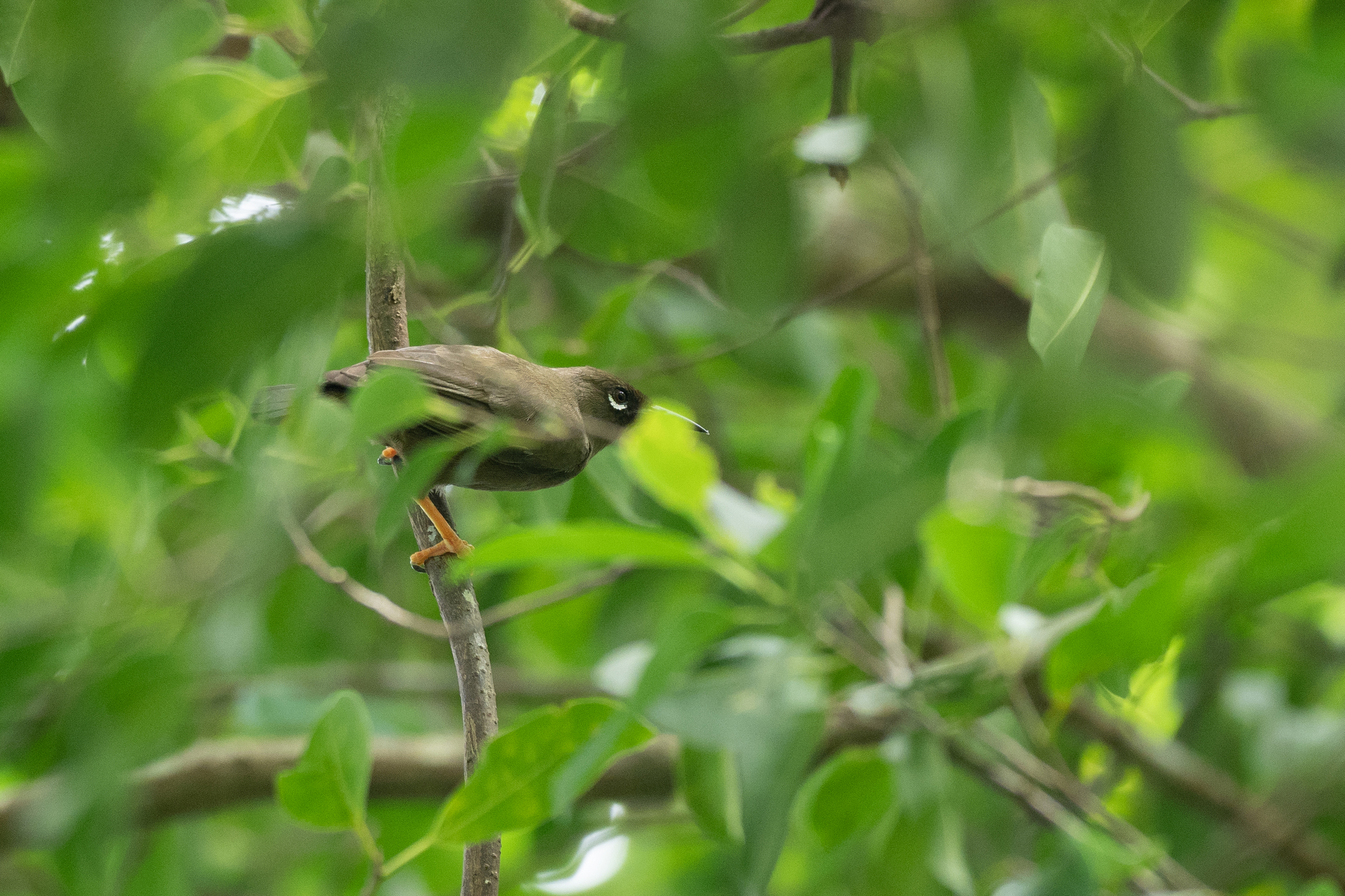 Teardrop White-eye (Rukia ruki), photo 1