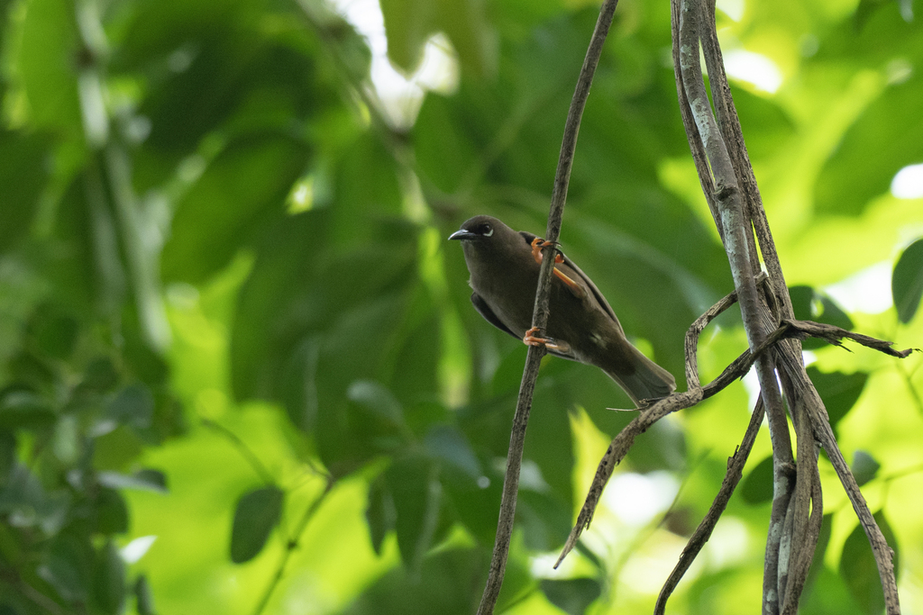 Teardrop White-Eye