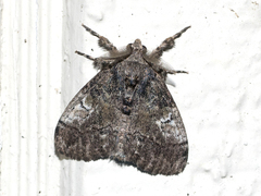 Dasychira vagans