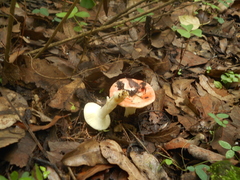 Russula mexicana