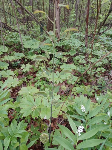 Image of Smilax illinoensis by (c) Quinten Wiegersma, some rights reserved (CC BY)