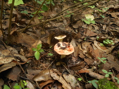 Russula mexicana