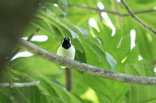 Chuuk Monarch (Metabolus rugensis), photo 6