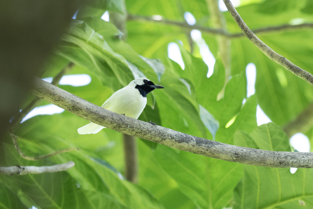 Chuuk Monarch