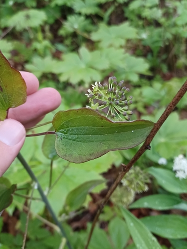 Image of Smilax illinoensis by (c) Quinten Wiegersma, some rights reserved (CC BY)