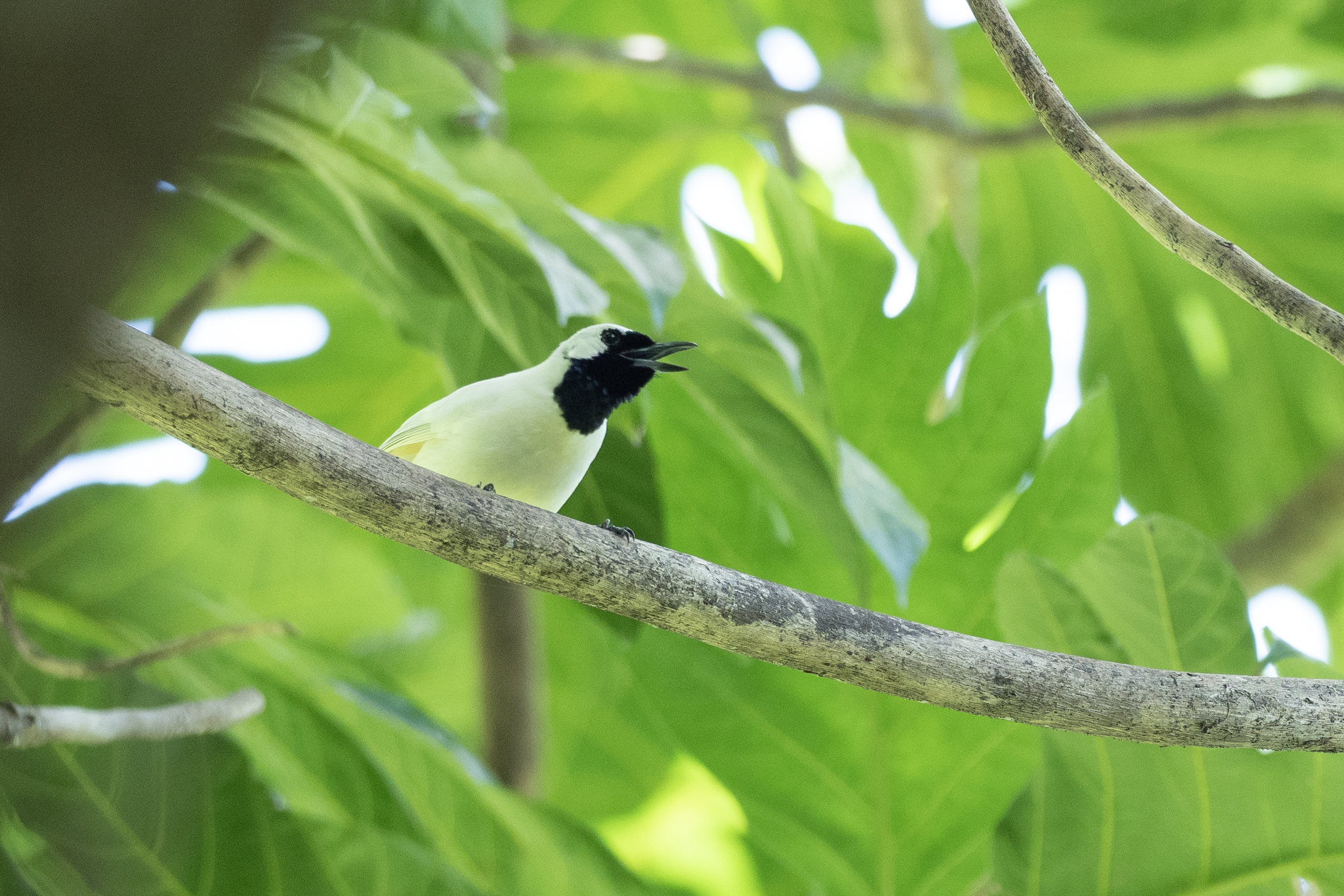 Chuuk Monarch (Metabolus rugensis), photo 1