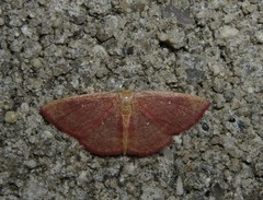 Cyclophora culicaria