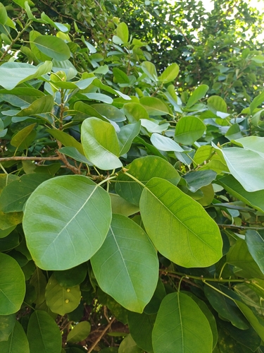 Image of Ficus citrifolia by no rights reserved