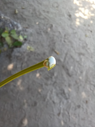 Image of Ficus citrifolia by no rights reserved