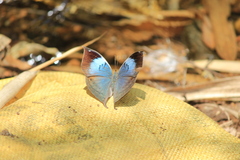 Kallima horsfieldii